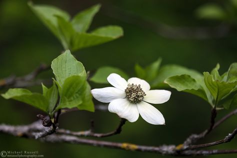 Pacific Dogwood, Valley Green, Flora Flowers, Dogwood Flowers, Bloom Blossom, Spring Tree, British Columbia Canada, The Pacific, Coat Of Arms