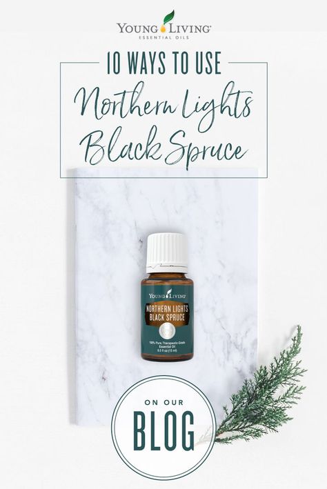 Learn how to use our Northern Lights Black Spruce essential oil to experience the tranquility of British Columbia. #yleo #yltips #essentialoil Idaho Grand Fir Diffuser Blend, Northern Lights Black Spruce Blends, Northern Lights Black Spruce, Idaho Blue Spruce Diffuser Blends, Northern Lights Black Spruce Diffuser, Idaho Blue Spruce Essential Oil, Spruce Essential Oil, Essential Oils For Pain, Essential Oils For Sleep