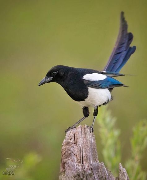 Magpie Bird Drawing, Magpie Photography, Magpie Tattoo, Magpie Art, Magpie Bird, Bird Drawing, Action Photography, Lockwood And Co, Jackdaw