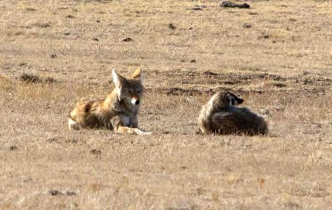 Competition and cooperation aren't mutually exclusive. Just ask a coyote or a badger. Coyote Facts, Ethiopian Wolf, North American Animals, Maned Wolf, Hunting Party, Raccoon Dog, Prairie Dog, Animals Friendship, Hunting Trip