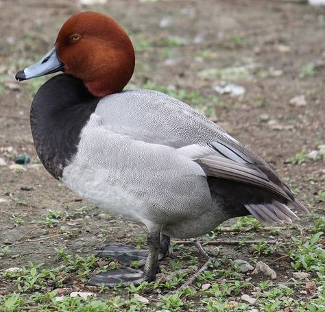 Redhead Duck, Bayside community Pond, Ocean City, MD 01/18/2014 Redhead Duck, Waterfowl Taxidermy, Duck Mount, Duck Species, Close Up Art, Decoy Carving, Quail Hunting, Duck Pictures, Duck Season