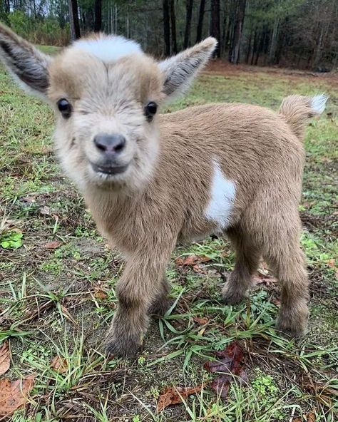 🐑sheeps❤goats🐐 on Instagram: “@world_goats Stop everything you are doing and look at this happy goat 🐐🐐🐐 Credit ¿? (md) Follow❤If you are a goat lover, you are in the…” Pet Goat, Barn Animals, Baby Farm Animals, Baby Goat, Cute Goats, Baby Animals Pictures, Baby Goats, Super Cute Animals