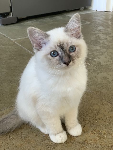 Birman Kittens, Birman Cat, Heartwarming Photos, Adorable Kittens, Blue Point, Cute Little Kittens, Gorgeous Cats, Baby Kittens, Cat Photography