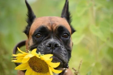 100 Female Boxer Dog Names | The Dogman Boxer Names, Female Boxer Dog, Boxer Dog Names, Female Boxer, Girl Dog Names, Male Boxers, Female Boxers, Boxer Puppy, Good Character