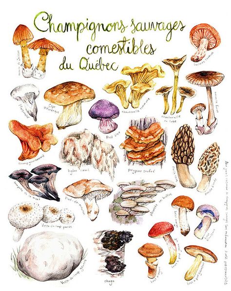 Print Quebec Wild Edible Mushroom Mushroom by MathildeCinqMars Edible Wild Mushrooms, Botanical Kitchen, Mushroom Species, Mushroom Poster, Mushroom Crafts, Mushroom Drawing, Edible Mushrooms, Wild Mushroom, Mushroom Print