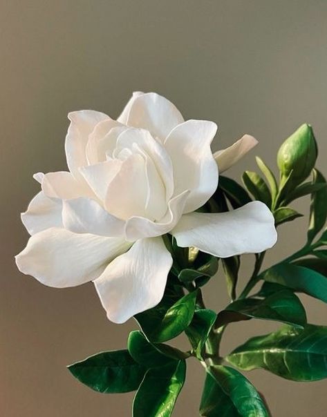 Gardenia Flower, White Gardenia, Card Inspo, Painting Subjects, Painting People, Beautiful Scenery Nature, Blessed Mother, Still Life Painting, Botanical Illustration