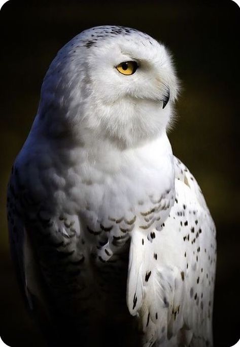 Owl Profile, Snowy Owl Tattoo, Arctic Owl, Owl Portrait, Owl Photography, Black And White Birds, Owl Wallpaper, Snow Owl, Owl Photos