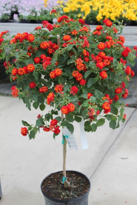 Lantana Tree, Lantana Plant, Potted Plants Patio, Lantana Camara, Flower Bonsai, Patio Trees, Clock Flower, Making Plant Pots, Flower Pots Outdoor