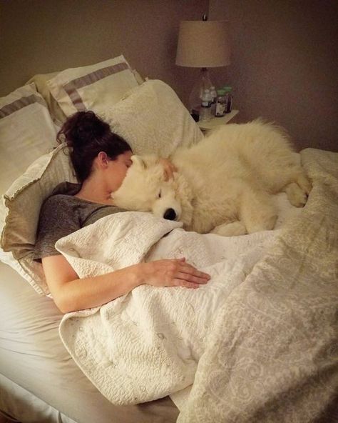 6 Reasons Why Your Dog Should Sleep In Your Bed Every Night! Puppy Chow Halloween, Dog Sleeping In Bed, Emotional Support Dog, Samoyed Dogs, Emotional Support Animal, Puppy Chow, Fluffy Dogs, White Dog, Sweet Dogs