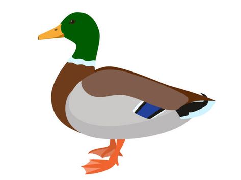 Mallard Duck Illustration, Mallard Illustration, Mallard Duck Drawing, Mallord Duck, Male Duck, Duck Cookies, Duck Float, Duck Silhouette, Duck Graphic