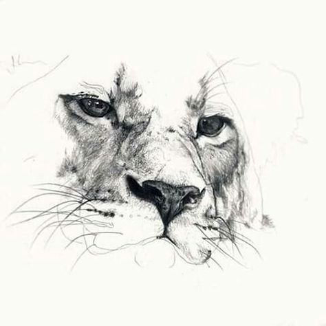 Lion Sketch, Kunst Tattoos, Pencil Drawings Of Animals, Lion Drawing, Lion Tattoo Design, Charcoal Art, Tattoo Art Drawings, Tiger Art, Dark Art Drawings