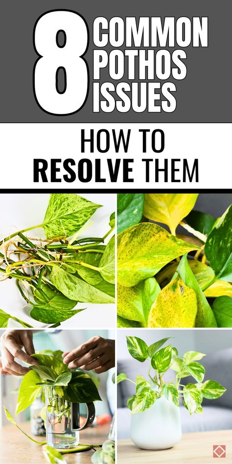 Even though Pothos plants are easy to care for, they can encounter some common issues. This guide covers 8 common Pothos problems like drooping leaves, root rot, and stunted growth. Learn how to fix these Pothos houseplant issues with simple steps like proper watering, better light, and improved soil. Save this pin to tackle these challenges head-on and keep your Pothos looking its best year-round. Pothos Care Guide, Pothos Styling, Pathos Plant Care, Pothos Aesthetic, Pothos Trellis, Golden Pothos Care, Inside Gardening, Pathos Plant, Pothos In Water