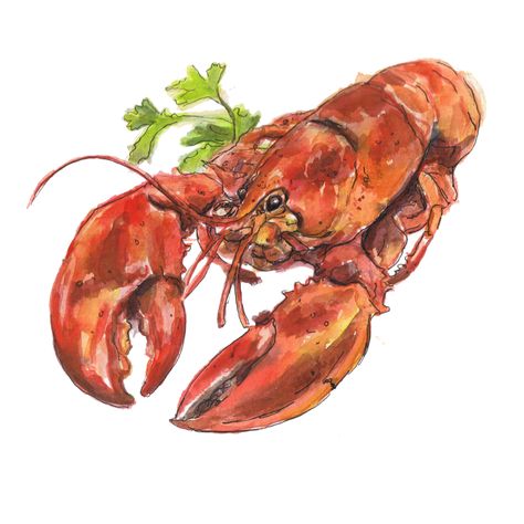 Lobster Drawing, Lobster Illustration, Almond Pancakes, Fish Pictures, Plate Drawing, Lobster Dishes, Lobster Dinner, Crab Art, Lobster Recipes