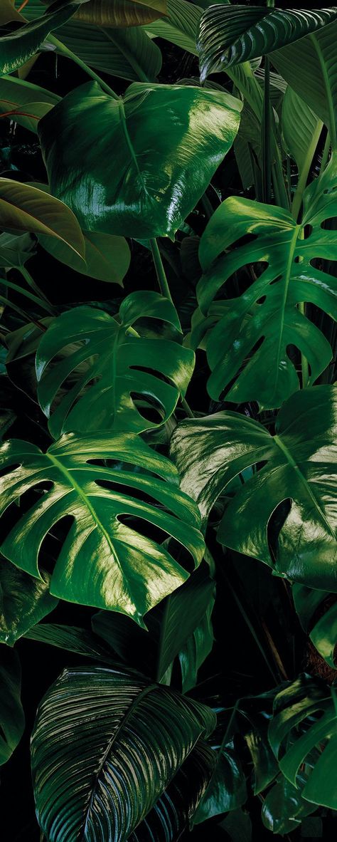 Monstera mural on dark background. Non-woven wall mural in standard or custom sizes. This Monstera mural wallpaper brings nature feelings to your spaces. Monstera Mural, Monstera Leaf Wallpaper, Yuumei Art, Forest Homes, Wallpaper Forest, Belle Nature, Tropical Wallpaper, Seni Cat Air, Plant Wallpaper