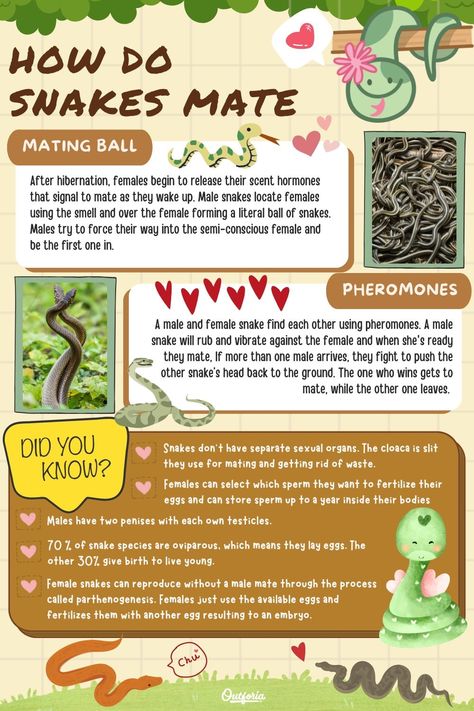 Depending on the species, snakes can mate in one of two ways: They either do it with a single partner or form a massive, half-conscious ritual called a mating ball. Check out Outforia's latest article to learn more about how snakes mate and how they care for their young. Snake Mating, Fertilization Process, Green Anaconda, Snake Facts, Hognose Snake, Garter Snake, Snake Shedding, Types Of Snake, Green Snake