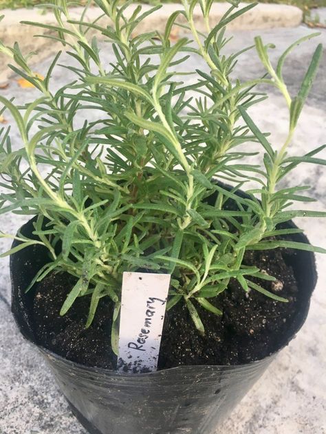 Grow Rosemary in the Tropics: Here’s how – Urban Gardening Mom Rosemary Plant Care, Propagate Rosemary, Growing Herbs At Home, Grow Rosemary, Rosemary Plants, Rosemary Herb, Growing Rosemary, Rosemary Plant, Indoor Vegetable Gardening