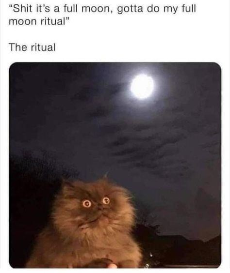 Magic Memes, Moon In Aquarius, Moon Ritual, Full Moon Ritual, Eclectic Witch, Moon Witch, Bad Cats, Green Witch, Animal Memes