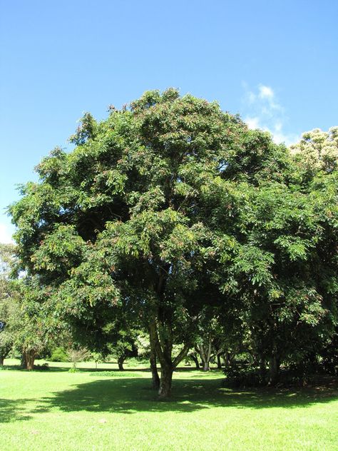 Adenanthera pavonina (Red Bead Tree) — Territory Native Plants Red Sandalwood Tree, Pineapple Guava Tree, Sandalwood Tree, Guava Tree, Bead Tree, Nitrogen Fixation, Urban Tree, Red Sandalwood, Large Tree