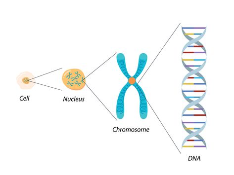 Download the Structure of Cell, Chromosome and DNA. Molecular biology 12324911 royalty-free Vector from Vecteezy for your project and explore over a million other vectors, icons and clipart graphics! Chromosome Art, Structure Of Cell, Chromosome Structure, Dna E Rna, Biology Project, Biology Diagrams, Science Gallery, Dna Project, Biology Revision