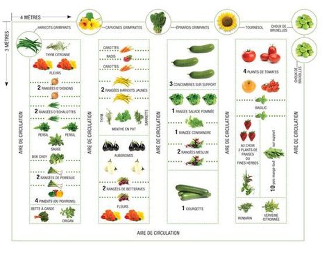 Comment placer vos légumes dans votre potager ? - Blog Jardin Couvert - Conseils jardinage et serres Plan Potager, Potager Garden, Covered Garden, Home Vegetable Garden, Creative Gardening, Diy Garden Projects, Little Garden, Kitchen Garden, Diy Garden Decor