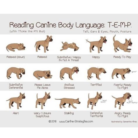 @dogtrainingforlover posted to Instagram: It's commonly believed that dogs wag their tails to convey that they are happy and friendly, but this isn't always exactly true. Dogs do use their tails to communicate, though a wagging tail doesn’t always mean, "Come pet me!" Dogs have a kind of language that's based on the position and motion of their tails. The position of a dog's tail reveals its emotional state. When a dog is relaxed, its tail will be in its "natural" position.  This natural positio Dog Body Language, Dog Anatomy, Easiest Dogs To Train, Dog Language, Dog Info, Aggressive Dog, Dog Care Tips, French Bulldogs, Dog Behavior