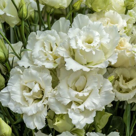 Prairie Gentian, White Lisianthus, Live Plants, Pick One, Farmer, The Year, Plants, White