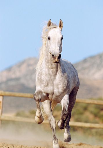 Horses Front View, Horse Refrence Pose, Horse Running Front View, Horse Frontal View, Rdr2 Poster, Horses Reference, Horse Poses, Dapple Grey Horses, Equestrian Dressage