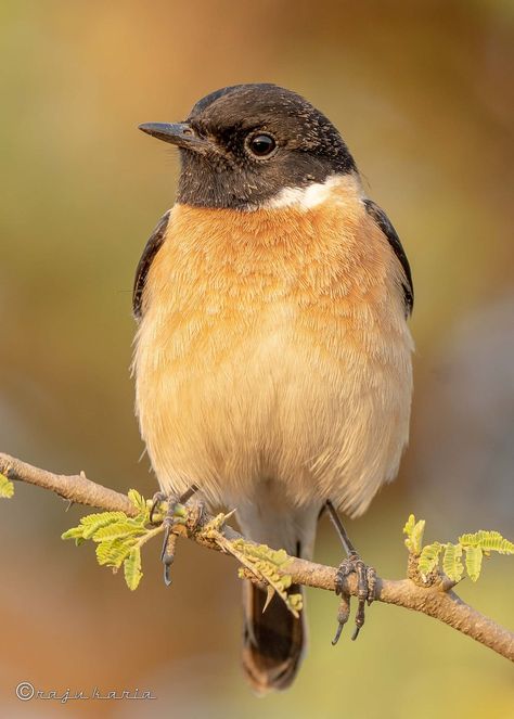 324265836_547851404036023_8097048547221248354_n Siberian Stonechat in breeding plumage [Saxicola maurus] Stonechat Bird, Stonechat, Birds