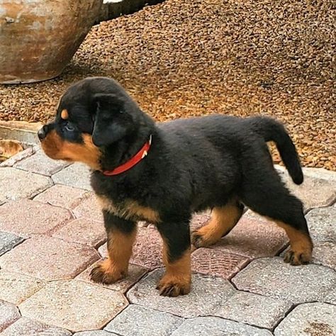 Rottweiler With Tail, Boxer Rottweiler Mix Puppies, Rockwilder Dog, Rotwiller Dogs Aesthetic, Rottweiler Aggressive, Red Rottweiler, Rottweiler Mix Puppies, Rottweiler Pictures, Rottweiler Dog Breed