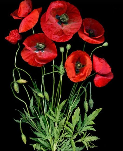 Scanner Photography, Poppy Painting, Flower Art Painting, Poppy Flower, Flowers Nature, Flower Photos, Red Poppies, Summer Flowers, Flowers And Leaves