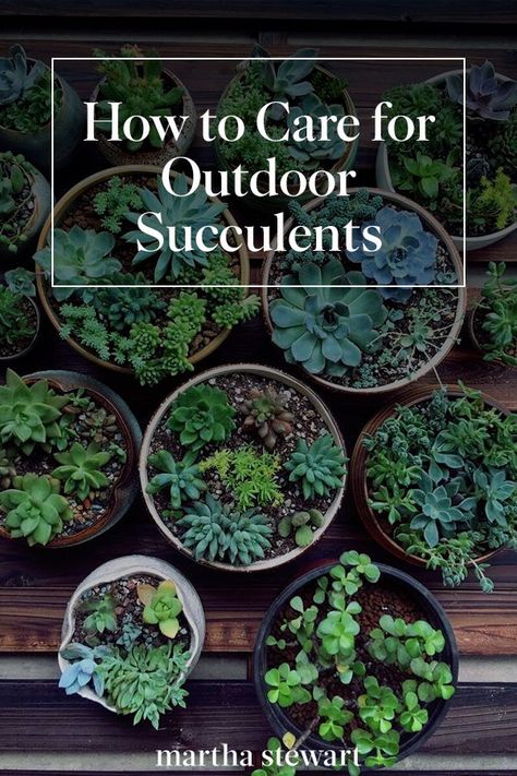 Outdoor Succulents, Succulent Garden Ideas, Succulent Garden Outdoor, Succulent Outdoor, Propagating Succulents, Succulent Soil, Growing Succulents, Succulent Gardening, Succulent Care