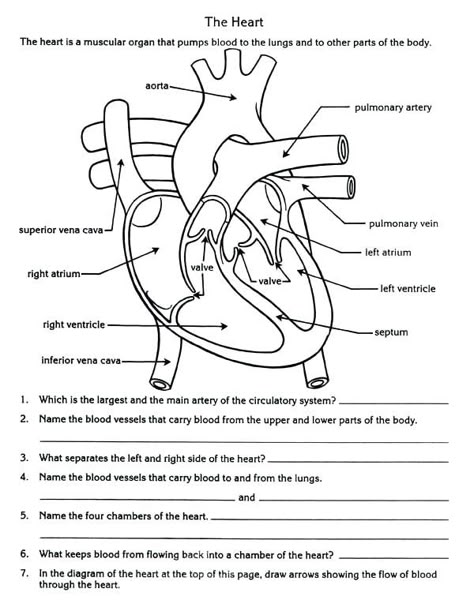 4th Grade Science Worksheets - Best Coloring Pages For Kids Heart Worksheet, Circulatory System Activities, Body Systems Worksheets, Human Circulatory System, Human Body Worksheets, Sonography Student, Medical Sonography, Heart Diagram, Biology Worksheet