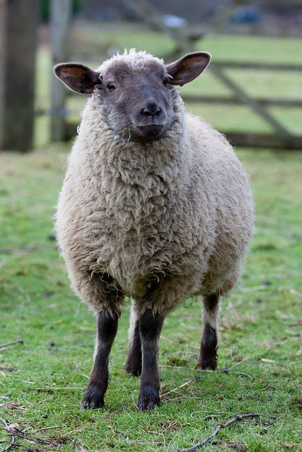 Sheep Paintings, Mint Sauce, Sheep Art, Counting Sheep, Sheep And Lamb, Cute Sheep, Oita, The Good Shepherd, The Lamb