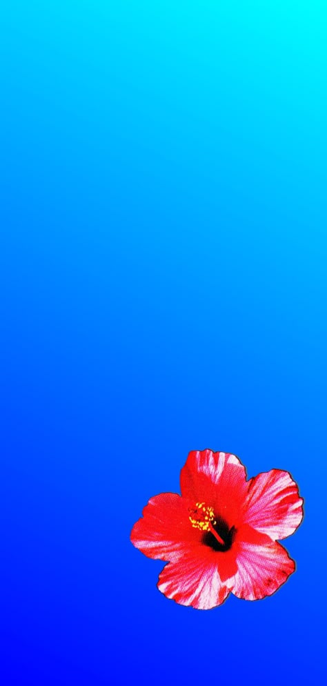 Gradient Flower Wallpaper, Fiji Wallpaper Iphone, Vaporwave Phone Wallpaper, Fiji Aesthetic Wallpaper, Fiji Aesthetic Water, Vaporwave Aesthetic Wallpaper Iphone, Old Apple Wallpapers, Clear Wallpaper Aesthetic, Tropical Vaporwave