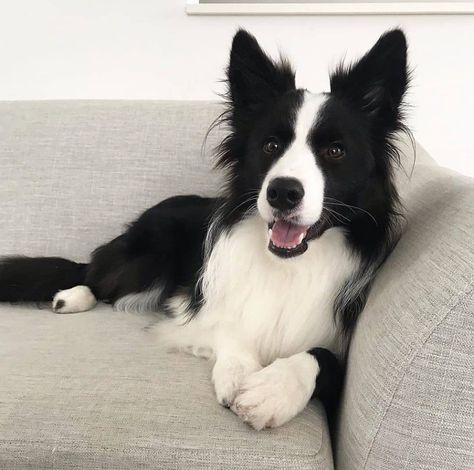 Border Collie Aesthetic, Short Haired Border Collie, Border Collie Facts, Border Collie Tattoo, Puppy Border Collie, Border Collie Humor, Border Collie Colors, Border Collie Puppy, Collie Puppy