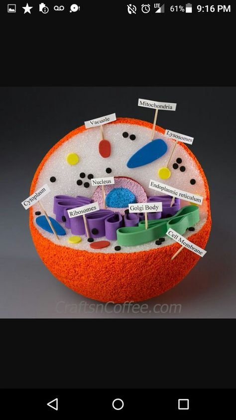 3d Animal Cell Project, 3d Cell Project, Animal Cell Model Project, 3d Animal Cell, Plant Cell Project, Cell Model Project, Animal Cell Project, Cell Project, 3d Cell