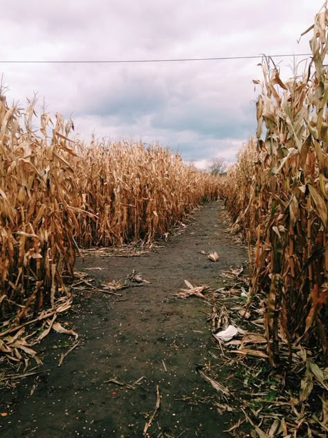 A farm field. Could be a good Halloween corn maze. #Field #Fall #Autumn #Halloween #Cornmaze #Landscape #Landscapephotography Vision Bored, Corn Field, Fall Faves, Autumn Halloween, Best Seasons, Autumn Aesthetic, Lombok, Mellow Yellow, Inspiration Board