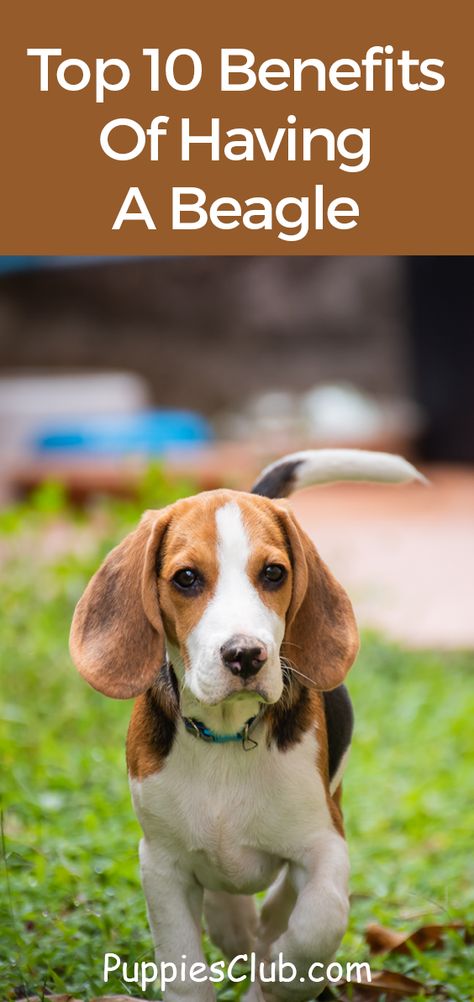 Beagle Dogs, Beagles Puppy, Beagle Puppies, Beagle Dog Puppies, Beagle Puppy Training, Types Of Beagles, Mini Beagle, Hound Dog Puppies, Beagle Names