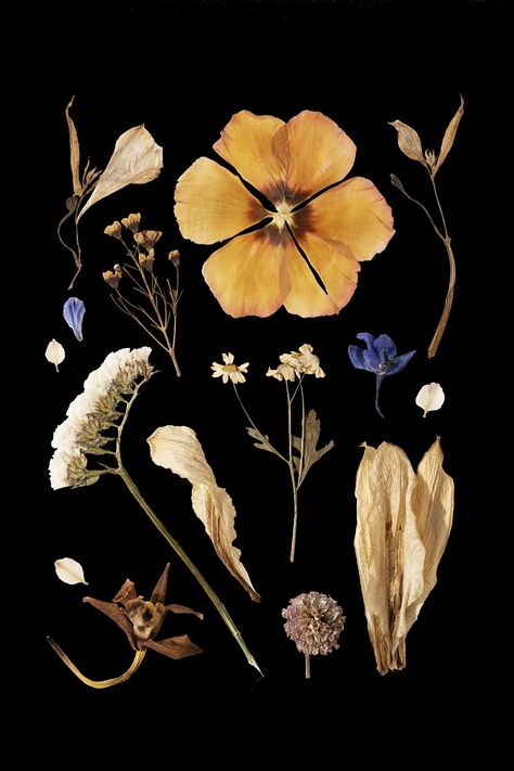 Dried Flower Collage, Dried Flowers Wallpaper, Pressed Floral, Flower Collage, Flowers Wallpaper, Dried Flower, Iphone Background, Pressed Flowers, Botanical Prints