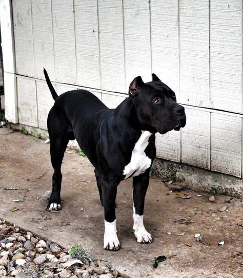 All Black Pitbull, Dog Pitbull Black, Black American Pitbull Terrier, Grey Pitt Bull, Pitbull Dog Breed, Working Dogs Breeds, Pit Bulls Scary, Bully Breeds Dogs, Corso Dog