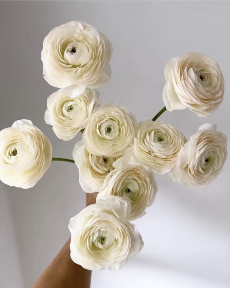 Ranunculus Wedding Bouquet, Ranunculus Wedding, Ranunculus Bouquet, Tropical Floral Arrangements, White Ranunculus, List Of Flowers, Boquette Flowers, Flower Wedding Invitation, Flower Food