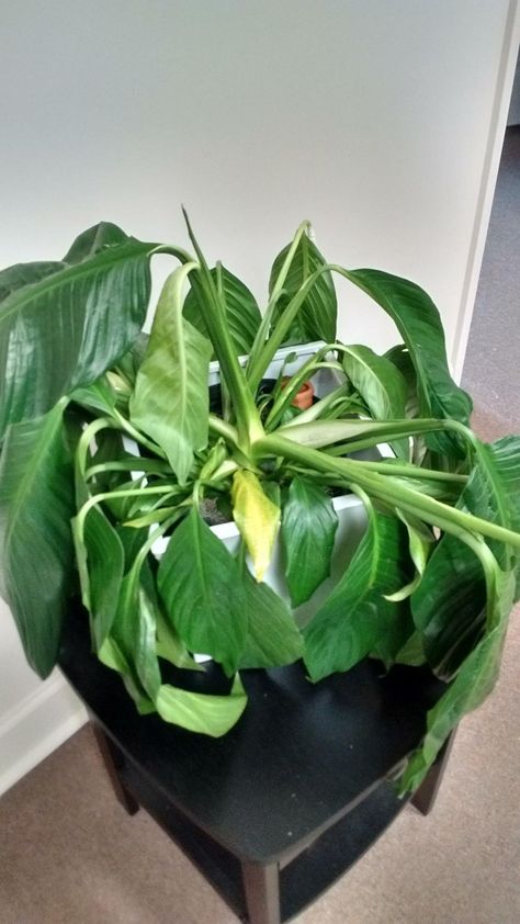 Peace Lily Plant Care, Peace Lily Flower, Peace Lily Care, Lily Plant Care, Peace Lilies, Lily Plant, Peace Lily Plant, Air Cleaning Plants, Household Plants