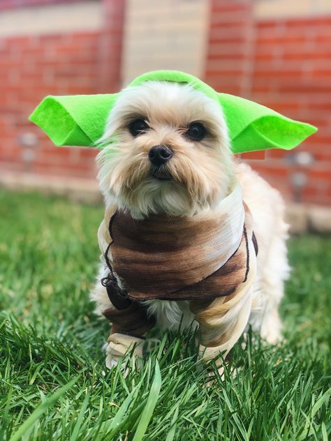 Super cute and easy Yoda costume for dogs!  All you need is felt, an elastic, scissors, some thread, a needle, and a brown scarf/other piece of material. #DIY #YodaCostume #DogYodaCostume #YodaDog #DIYYodaCostume #DIYDogYodaCostume Instagram: @mysonchai Easy Diy Dog Costume, Diy Baby Yoda, Yoda Dog Costume, Cute Dog Halloween Costumes, Costume For Dogs, Disney Costumes Diy, Costumes 2023, Yoda Costume, Yoda Art