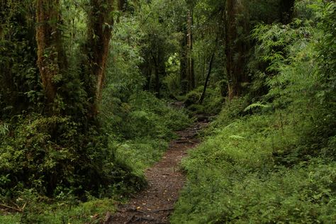 The Valdivian Temperate Rainforest, unique to the southern Chile latitudes. This trail leads to the Calbuco (Blue Waters in mapudungun) Volcano trail. Valdivian Rainforest, Woodland Paths, Chile Patagonia, Temperate Rainforest, Country Side, Forest Photography, Tropical Forest, Forest Landscape, Profile Pics