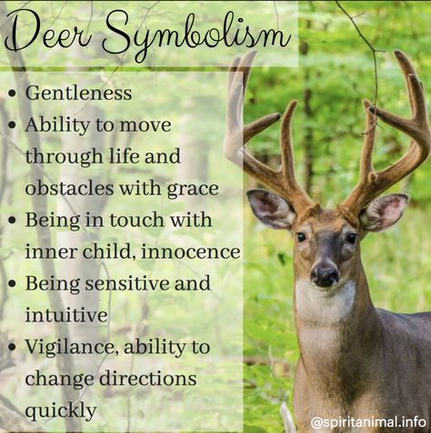 Deer Spirit Animal Native Prayers, Deer Symbol, Moon Glyphs, Animal Totem Spirit Guides, Charm Casting, Animal Signs, Spirit Animal Meaning, Animal Meanings, Spirit Animal Totem