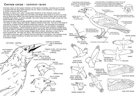 A Murder of Ravens: Anatomy of a Raven; Part 1 Wing Anatomy, Common Raven, Anatomy Images, Raven Art, Crows Ravens, Anatomy Drawing, The Raven, Anatomy Reference, Bird Drawings