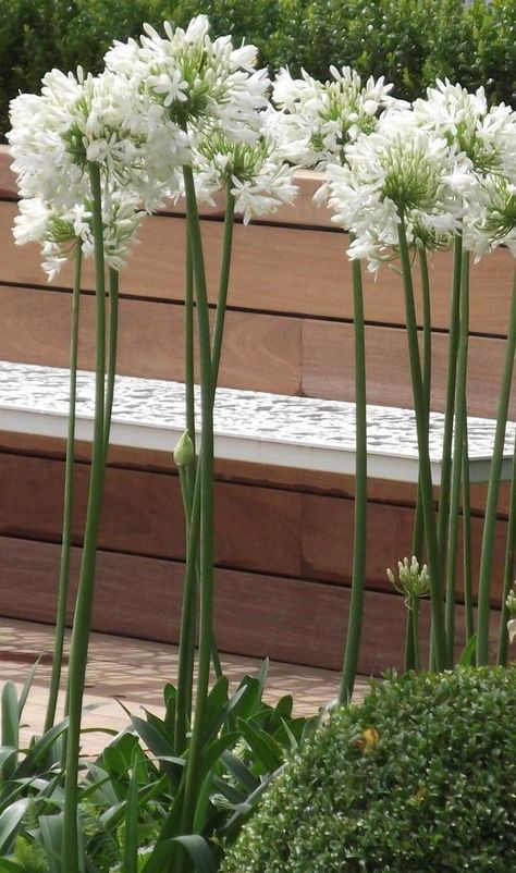 Agapanthus ( white).Great plant.Seen here at the Hampton Court Flower show two years ago.Had some of these and they lasted for years but you do need to keep them in pots and bring them in for winter. #floral. #white #agapanthus Agapanthus White, Agapanthus In Pots, Plants With White Flowers, Tennessee Garden, Cottage Courtyard, Agapanthus Flower, White Agapanthus, Courtyard Plants, White Flowers Garden