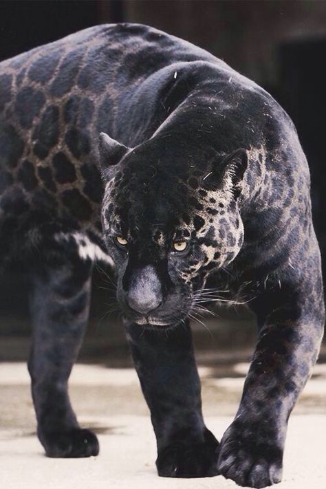 Crossbreed between a jaguar and a panther... Regnul Animal, Black Jaguar, Exotic Cats, Rare Animals, Majestic Animals, Cheetahs, Black Leopard, Animal Planet, Exotic Pets