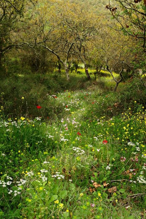 Precious Places, Enchanted Meadow, Wildflower Gardens, Meadow Of Flowers, Wild Flower Meadow, Wildflower Meadow, Have Inspiration, Wildflower Garden, The Secret Garden