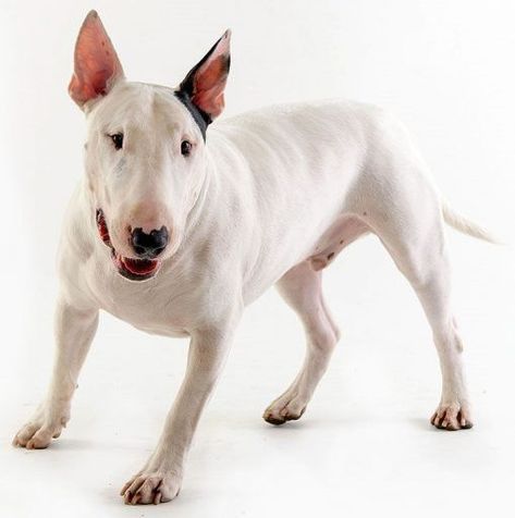 Beautiful Dogs Photos, Puppies Cute, Beautiful Dog, Bull Terriers, Cute Puppy, A Puppy, Terrier Dogs, The Boy, Beautiful Dogs